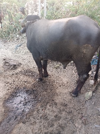 थंबनेल 3