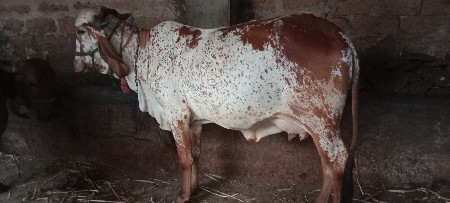 કબરી ગીર ગાય વેચવાની છે