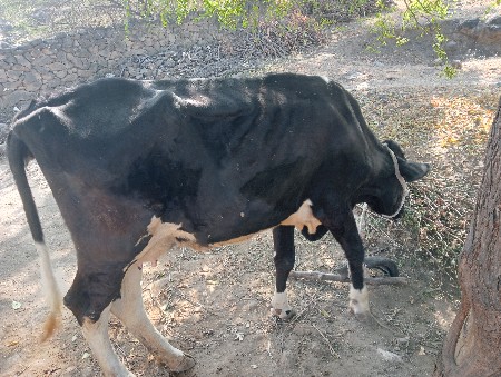 મારેનિ નથિ એટલે વેસવાનિ છે