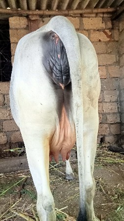 વેશવાની છે