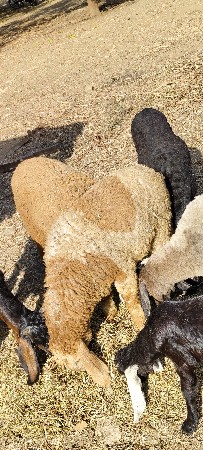 5 ઘેટા વેચવાના છે