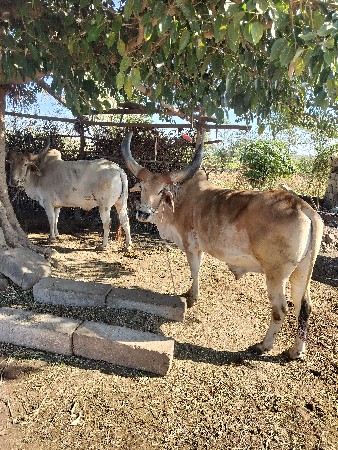 બળદ વેચવાના છે