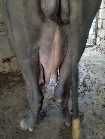 સિસોદિયા સાપરાજ ભાઈ નાનુભાઈ