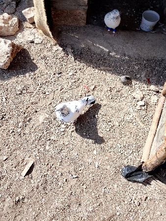 થંબનેલ 2