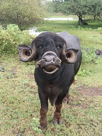 પાડો વેચવાનો છે