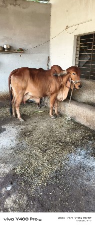 थंबनेल 3