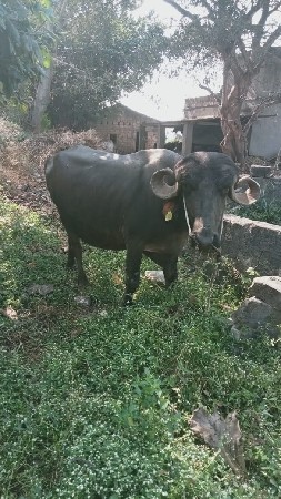 थंबनेल 3