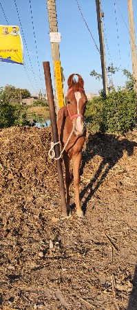 વછેરો વેચવાનો છે