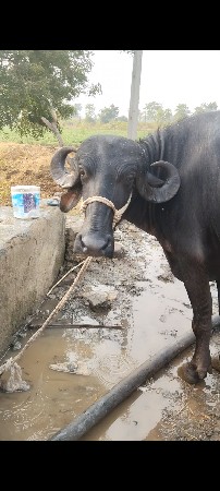 પેલુ વેતર