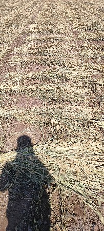 નીરણ વેસવાની છે