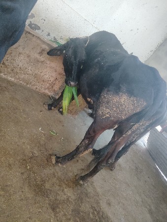 વેચવાની