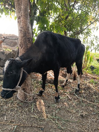 थंबनेल 3