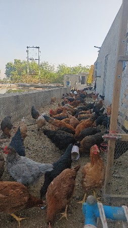 દેશી મુરઘી વેચવાની છે નંગ ના ₹500