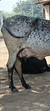 थंबनेल 2