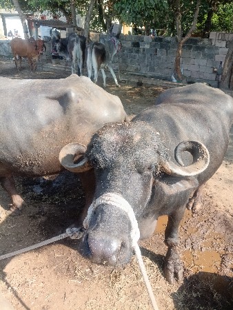 આ ભેંસ વેચવાની છે