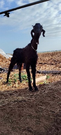 બકરો અને બકરી છે