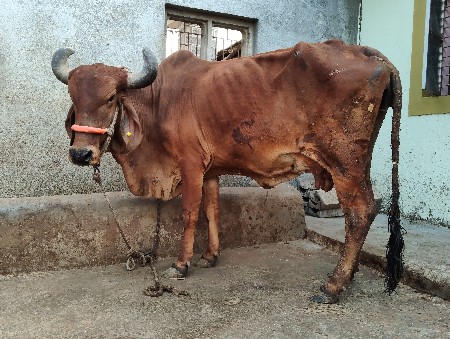 ગાય વેચવાની છે
