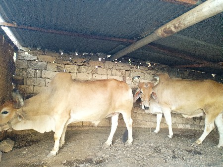 બળદ વેચવા ના છે