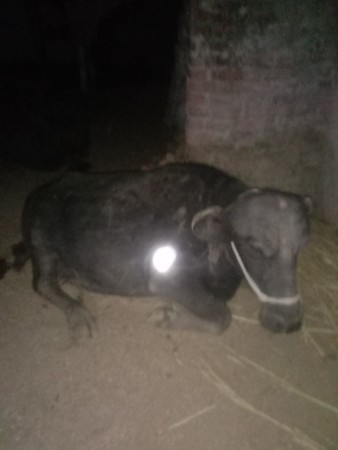 પહેલી વેતર