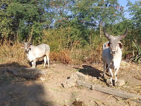 ઘોડલાં વેચવાના છે