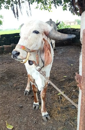 વોડકું વેચવા નું છે