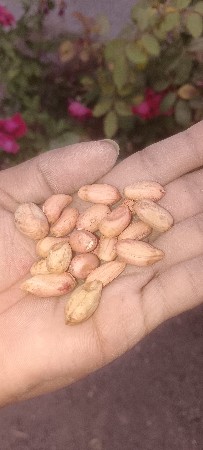 39 નબર મગફળી