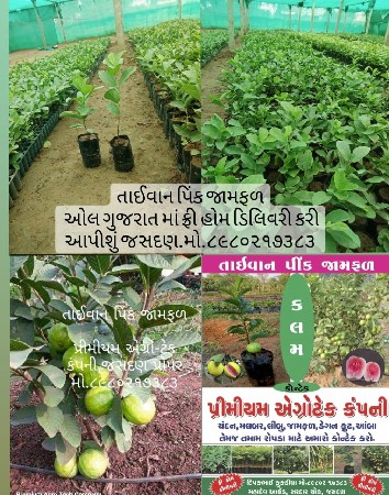 थंबनेल 6