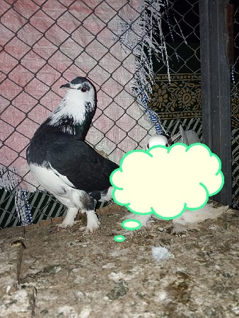 કબૂતર  વેચવાના છે બે નર