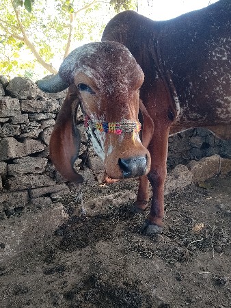 ગીર કાબરી હોડકી વેસવાની સે