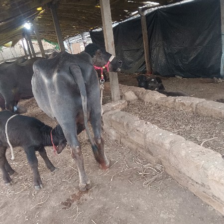 थंबनेल 2