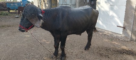 थंबनेल 2