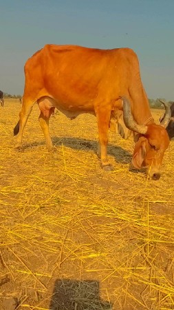 ગીર ગાય છે