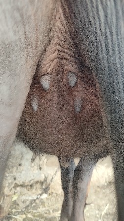 थंबनेल 5