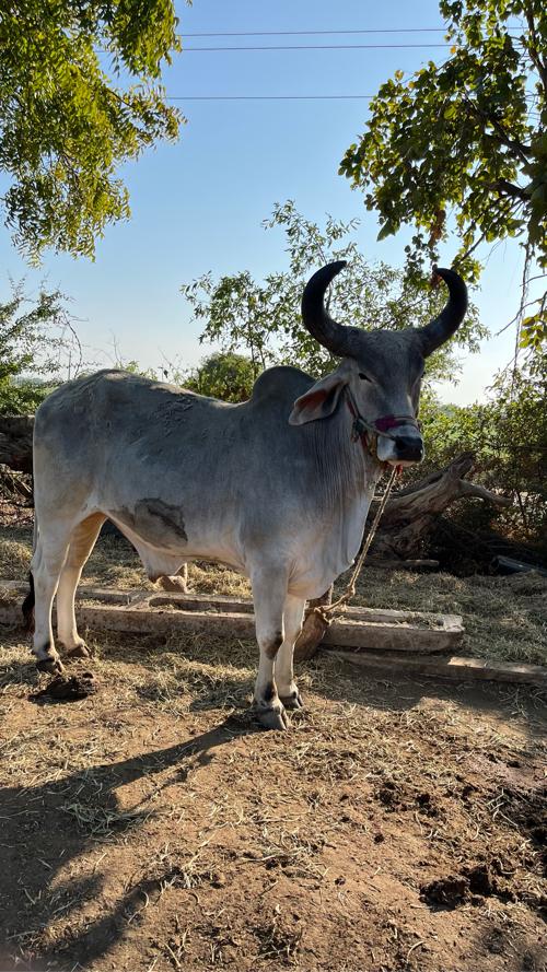 थंबनेल 3