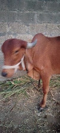 थंबनेल 3