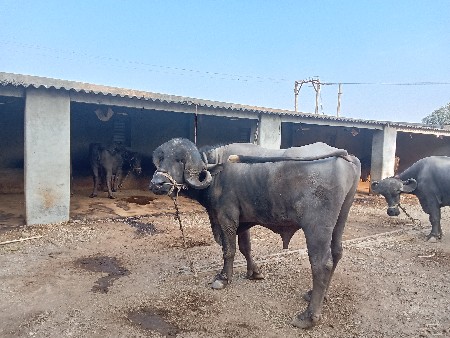 थंबनेल 2