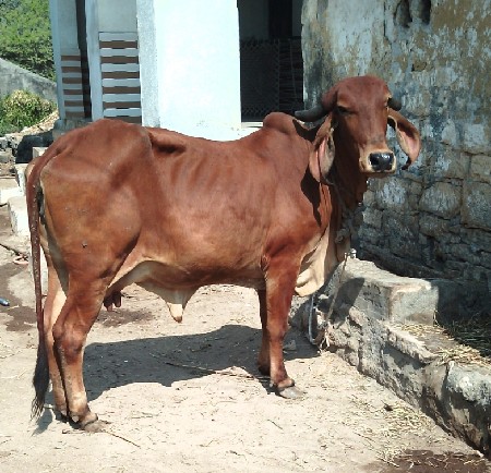 ગીર ગાય વેચવાની છે