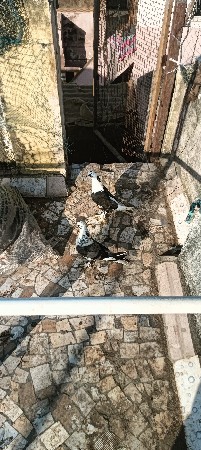 થંબનેલ 3