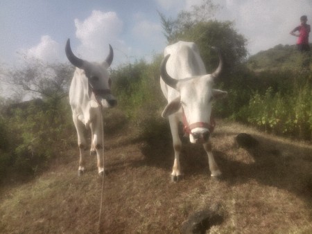 બરદ વેચી દેવામાં છે