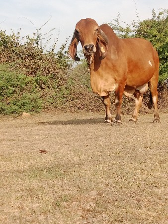 थंबनेल 3