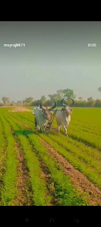 બળદ બીજી ધર ના છે