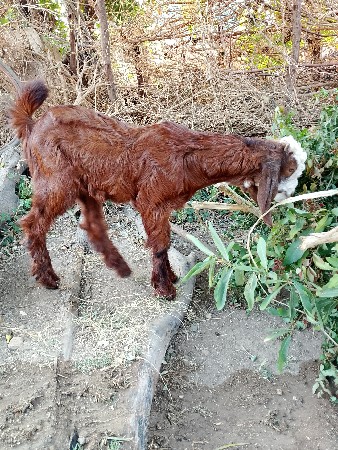 थंबनेल 3