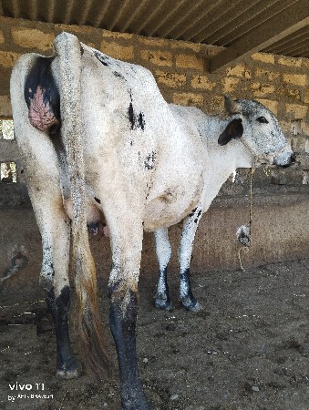 थंबनेल 2