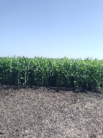 મકાય વેચવાની છે