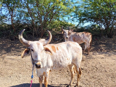 બળદ વેચવાના છે
