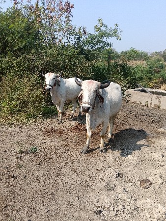 થંબનેલ 2