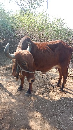 ગાય વેચવાની છે