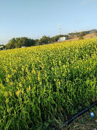 લીલી જુવાર