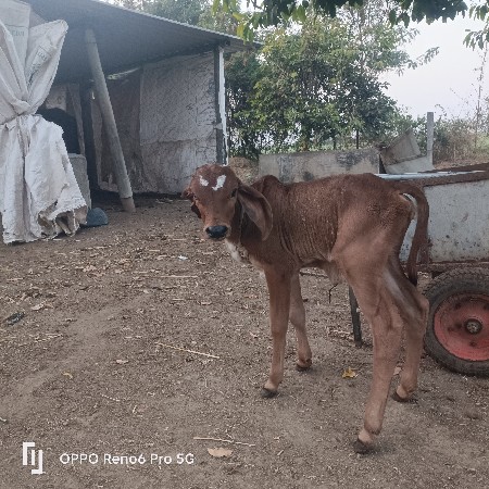 थंबनेल 3