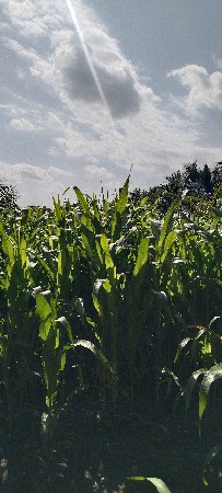 ચારા ની દેશી મકાઈ વેચવાની છે